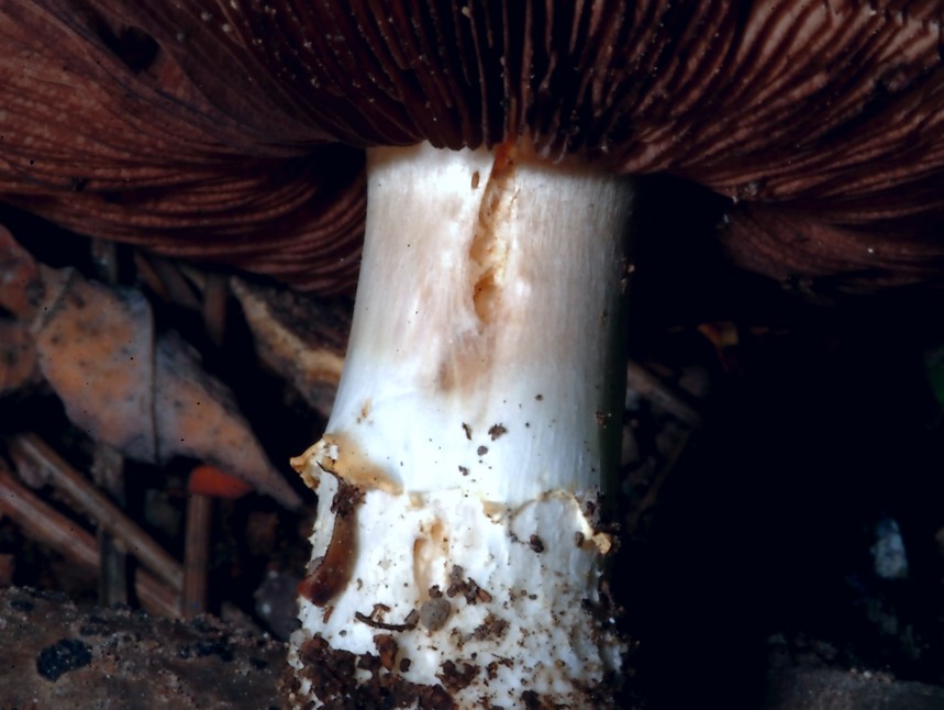 Agaricus bresadolanus (=A. romagnesii).